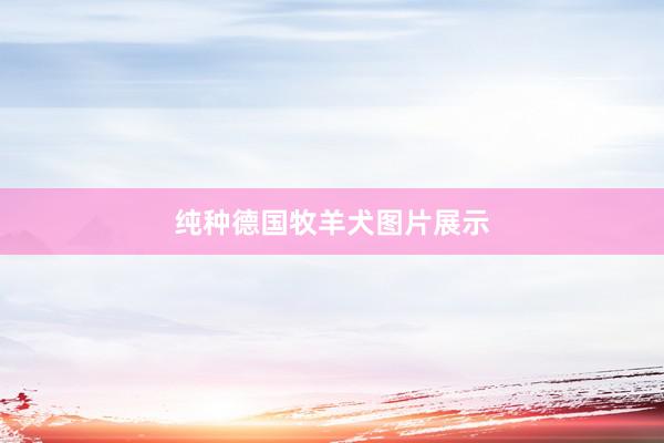 纯种德国牧羊犬图片展示